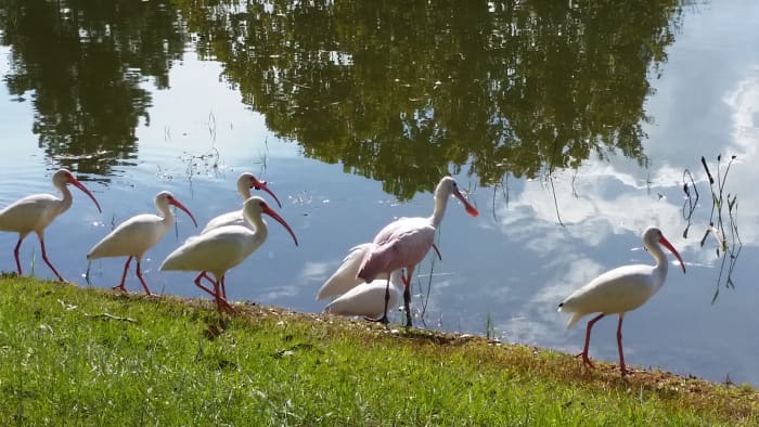 Note the spoonbill in the middle of a flock of ibis. At first glance, one might overlook it, but it is larger than the ibis and a light pink. The ibis are white. The broad, spatula-like beak is the spoonbill's most distinct feature.