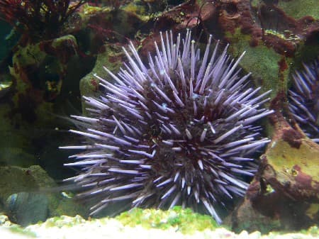 Purple Sea Urchin [Source: Science Mag]