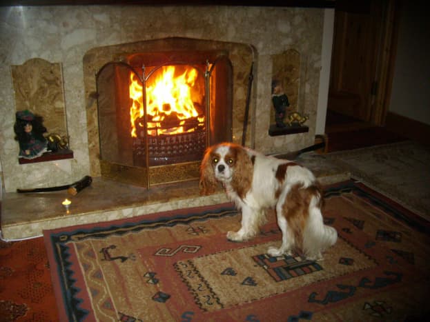 Open fire in the living room with Angus.