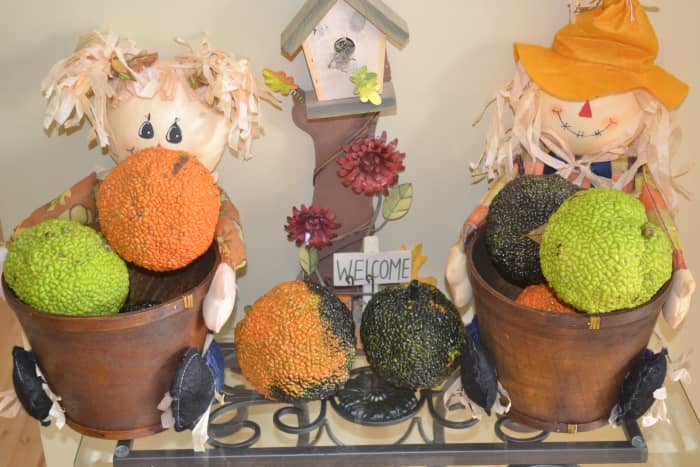 Inside the house, the Osage oranges filled fall baskets