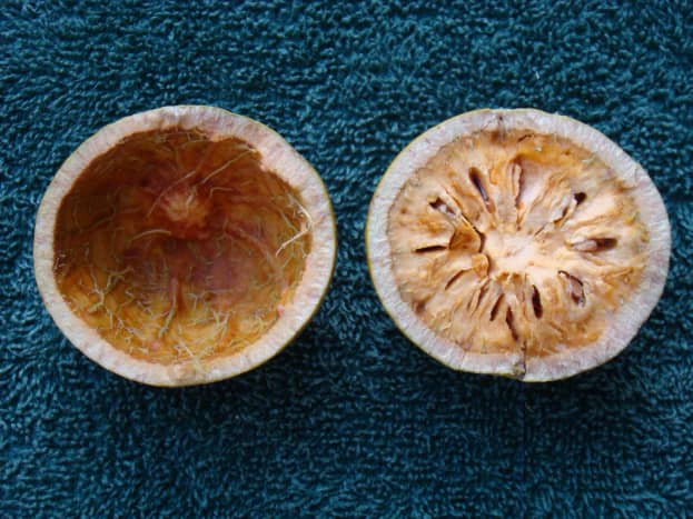 Bael Fruit Stone Apple Or Aegle Marmelos And Its Health Benefits Hubpages