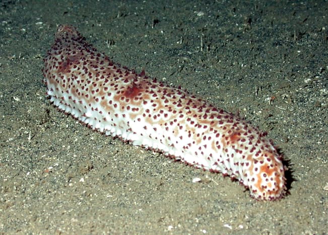 Sea cucumbers. Dare to eat this sea floor crawlers?