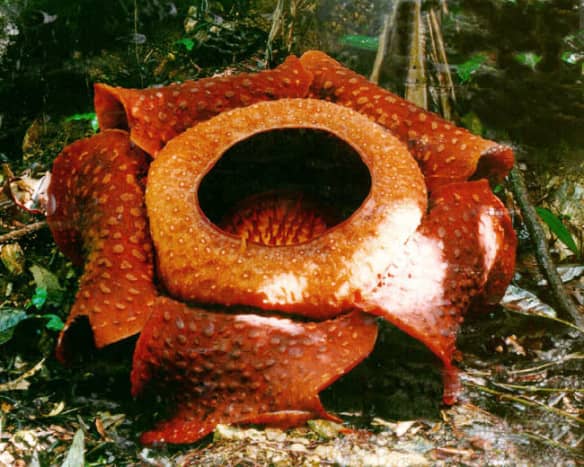 Rafflesia the biggest flower on earth