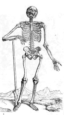Skeleton Image from De humani corporis fabrica Page 163