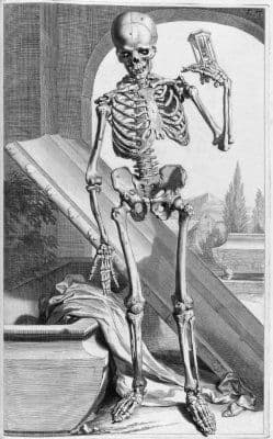 Skeleton Illustration Table 87 from Ontleding des menschlyken lichaams
