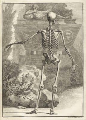 Skeleton Illustration Table 2 from Tabulae sceleti et musculorum corporis humani