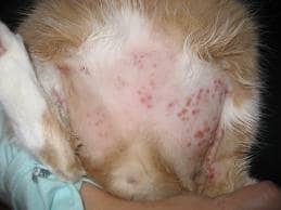 dog-skin-problems-skin-allergies