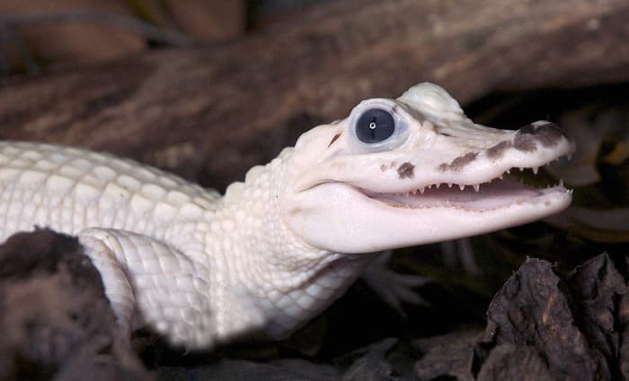 Leucistic Crocodile hatchling