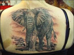 elephant-tattoos-and-designs-elephant-tattoo-meanings-and-ideas-elephant-tattoo-gallery