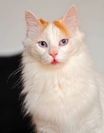 The Turkish Van is a gorgeous cat.