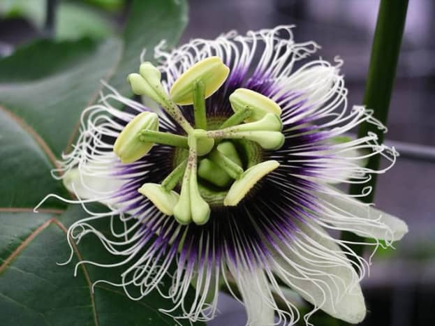 Flower of the passion fruit vine