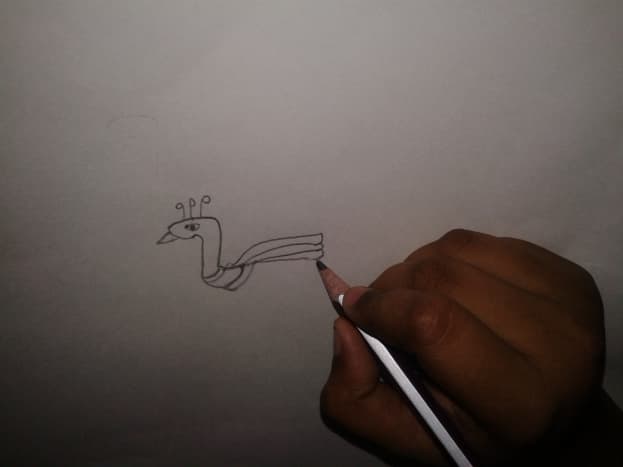 Drawing a peacock