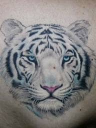 This white tiger tattoo design captures the detail that is needed to catch a white tiger head tattoo design.