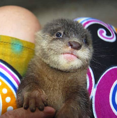 Palawan Asian small clawed otters - HubPages