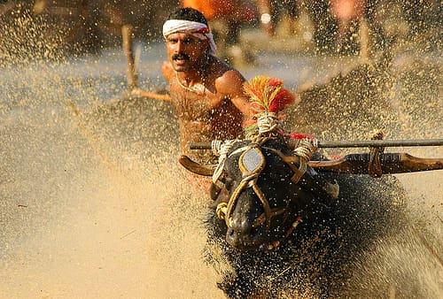 bull-festival-abull-sport-and-bull-worship-in-india