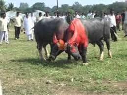 bull-festival-abull-sport-and-bull-worship-in-india