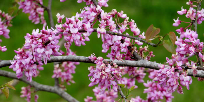 Redbud tree blossoms