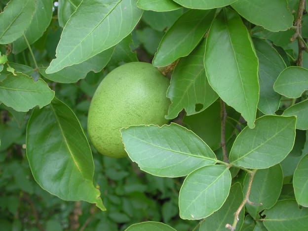 Unripe fruit 