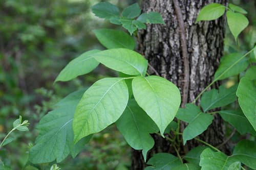 Poison ivy grows in vines up on trees or along the ground.