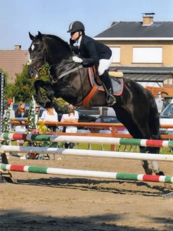 An Andalusian competing in jumping.
