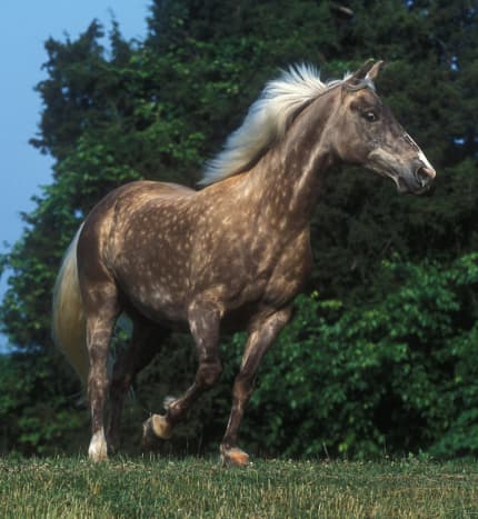 A Rocky Mountain horse exhibiting the &quot;chocolate coat&quot;.