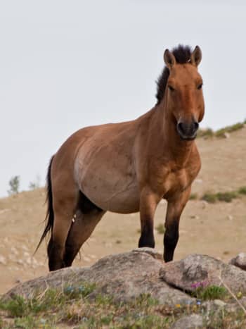 A Przewalski's horse.