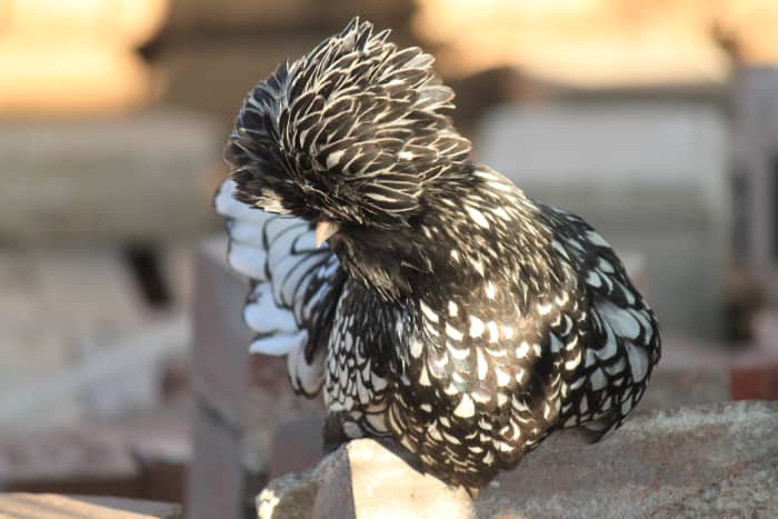 Silver laced polish pullet