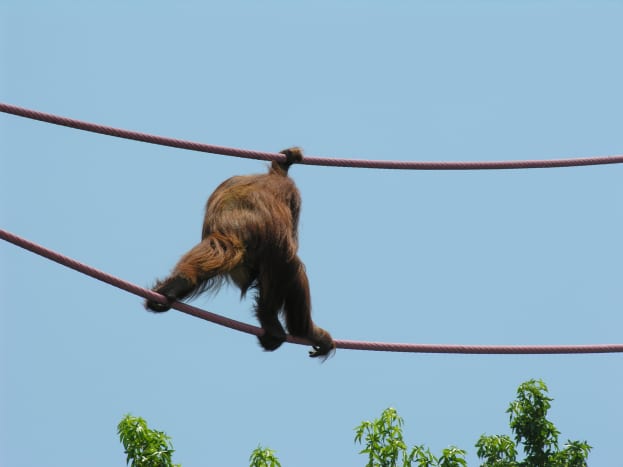 An orangatang on the O-Line, July 2008.