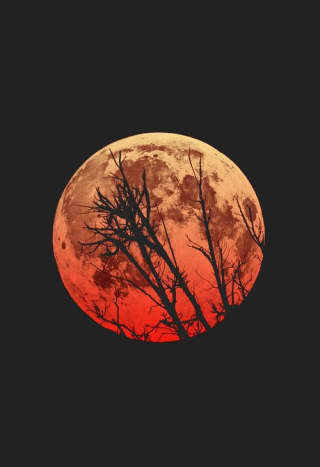 Photos Of The Blood Moon