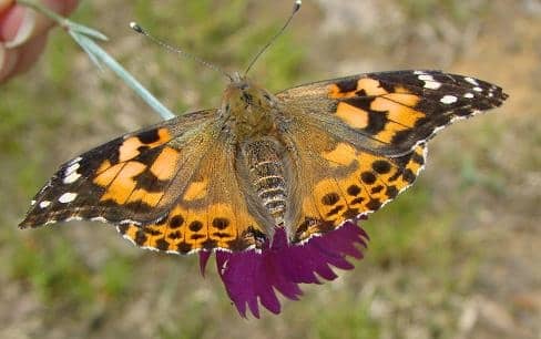 A Painted Lady Butterfly, resting on a flower after being released in our back yard.