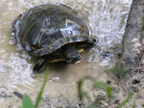 Red-eared Slider Turtle of Louisiana - HubPages