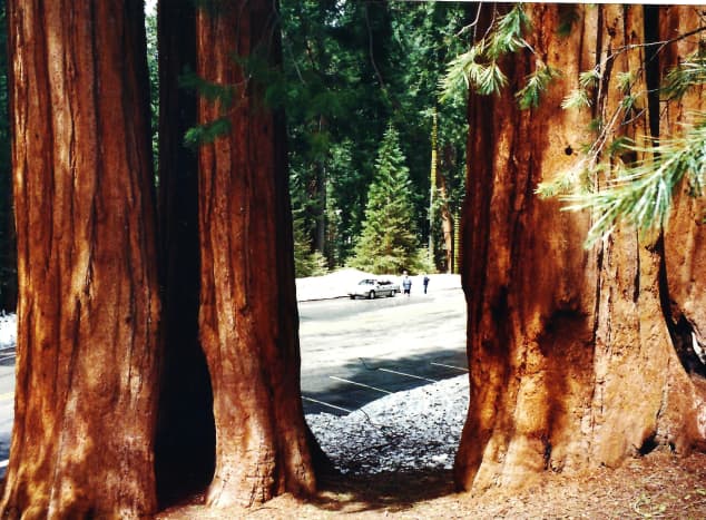 I am looking through the sequoia trunks back at my car in this photo.  It was late May at the time of our visit. The snow was in the upper elevations of the park.