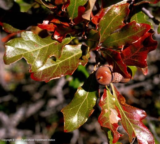Quercus Sinuata Var. Breviloba - White Shin Oak - Brushy Creek Sports Park - Cedar Park TX
