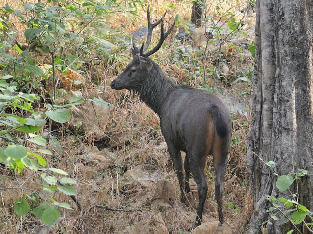 Wildlife in Himachal Pradesh - HubPages