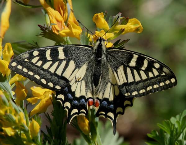 Common Yellow Swallowtail ( Papilio machaon) found at Kullu during Sar Pass Trek on way to Zirmi Thaatch(11000 ft.).