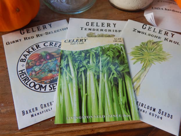 Choose Your Variety Celery Seed