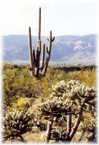 Tall multi-branched saguaro with teddy bear cholla cacti in the foreground in Saguaro National Park