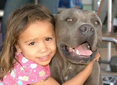 pit-bulls-behind-the-jaws