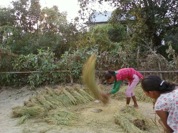 A girl threshing rice. Agriculture is not mechanized in Nepal. 