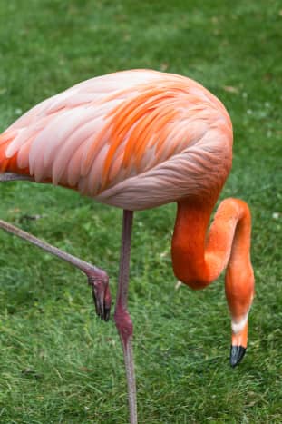 Flamingo at the Milwaukee County Zoo
