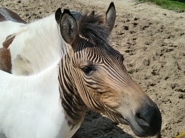 The hebra Eclyse, the child of a zebra mare and a horse stallion.  Notice that only the dark parts of its body are striped.  