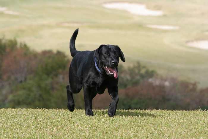 when is a labrador fully grown