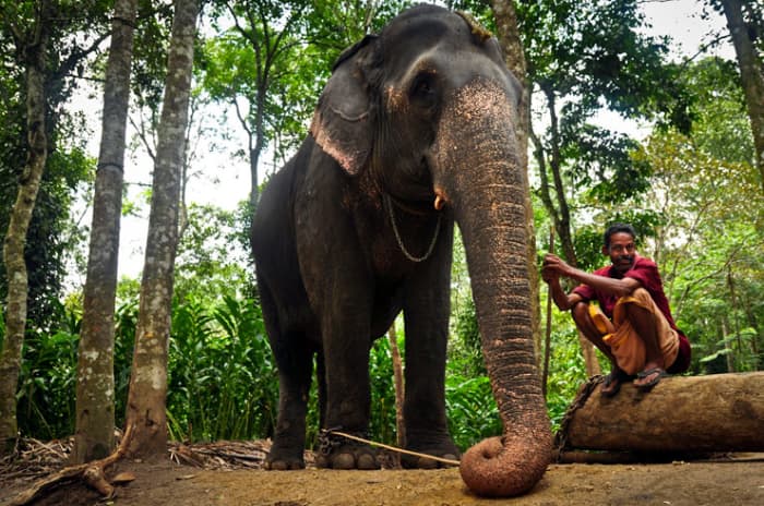 Indian pet elephant