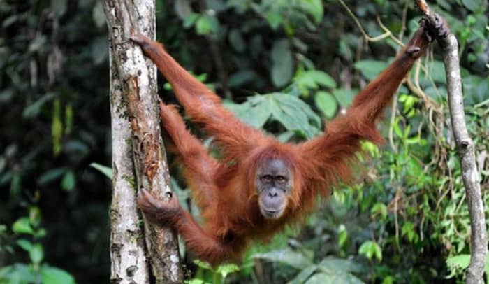 A Sumatran orangutan, one of only two species in the wild.