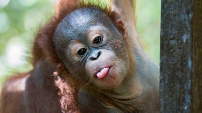 This is a rescued baby orangutan named Gito.  This happy-looking guy was found in a box iand was suffering from sarcoptic mange.  Although available, we have chosen not to include that photo of Gito.