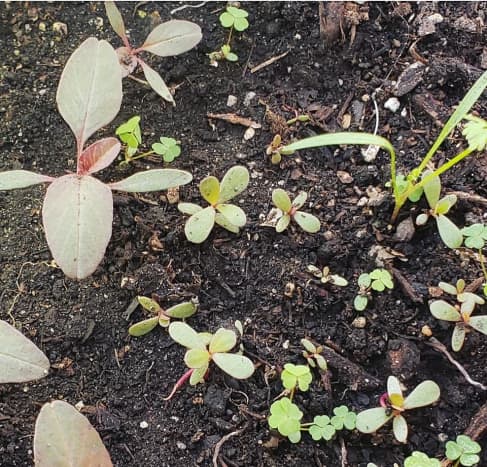 Young purslane growing with red spinach. 