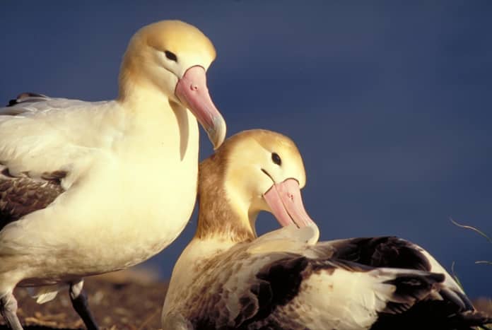 The short-tailed albatross is the largest of three albatross species found in the North Pacific Ocean.  They are distinguished mainly by their large, bubblegum-pink bill that has a bluish-colored tip.