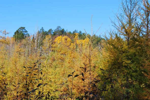 Visitors are often interested in seeing Tamarack, a hardwood that turns color and sheds leaves that mimic pine needles. In the fall, they add some great color, and in the spring when they green up again, the hue of green is distinct and quite beautif