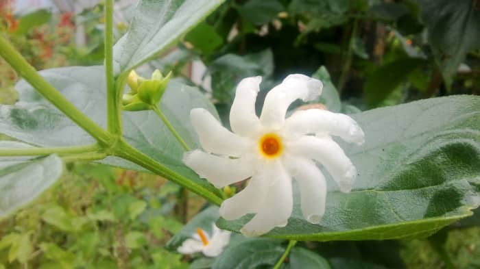 night jasmine flower