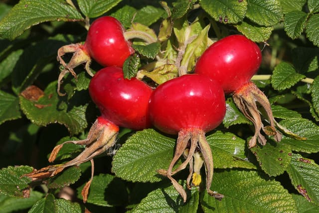 The rugosa rose is known for its extraordinarily large, bright red or orange-red fruits, known as hips.